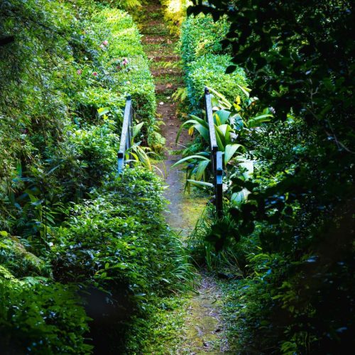 visite jardin botanique île de la réunion