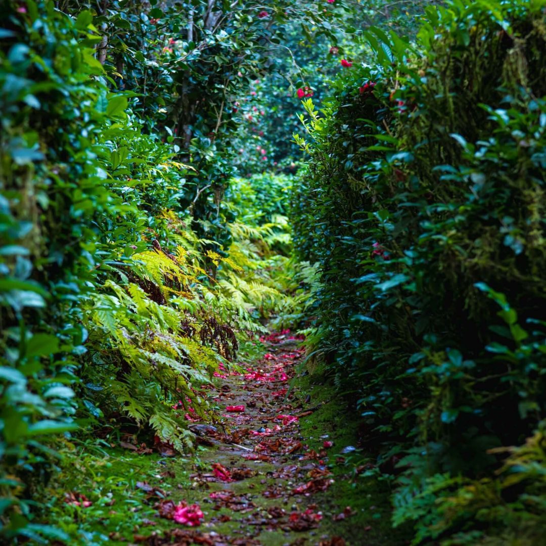 Jardin botanique île de la réunion