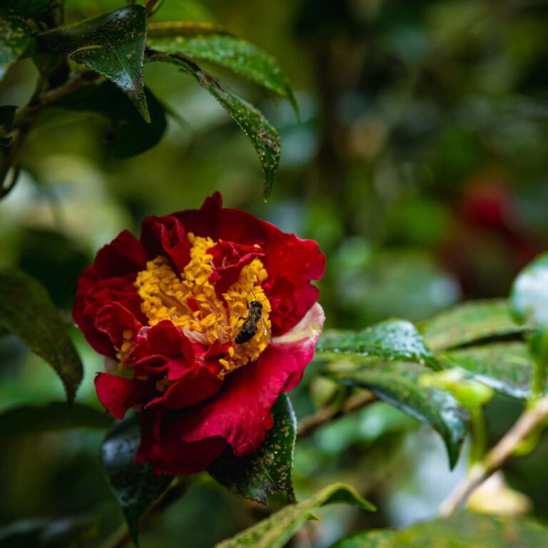 jardin botanique île de la réunion